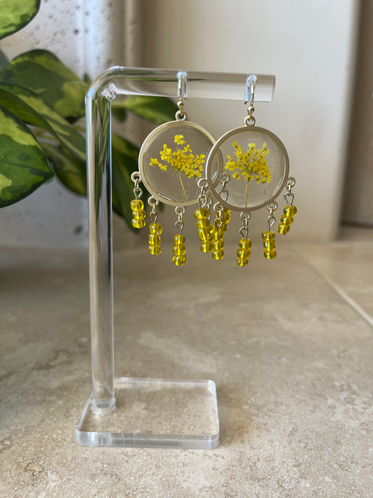 yellow queen anne's lace
