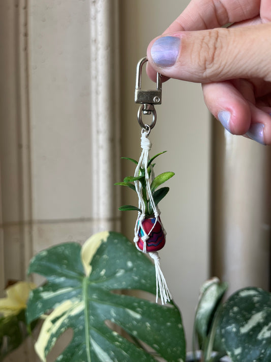 white string - mixed pot