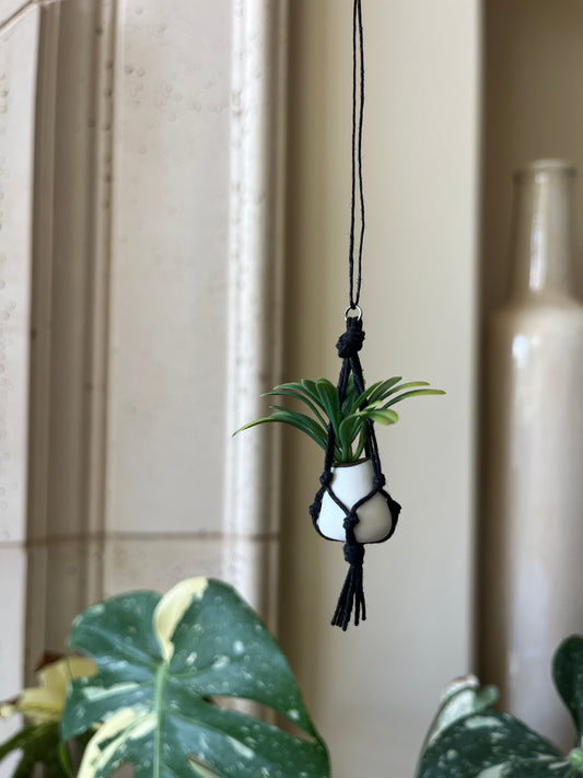 black string - white pot