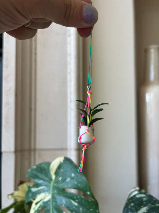 rainbow string - white pot