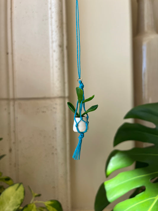blue string - white pot