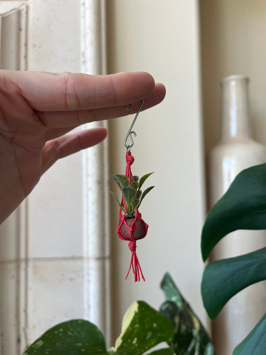 red string - mixed pot