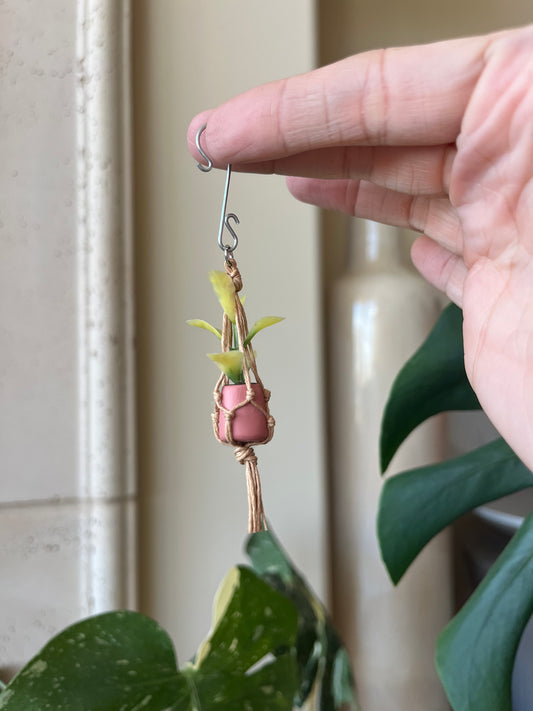 tan string - salmon pot