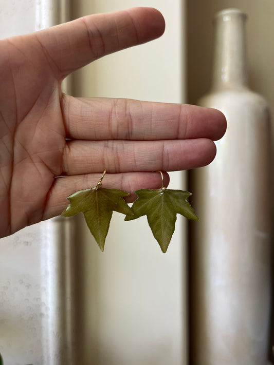 ivy