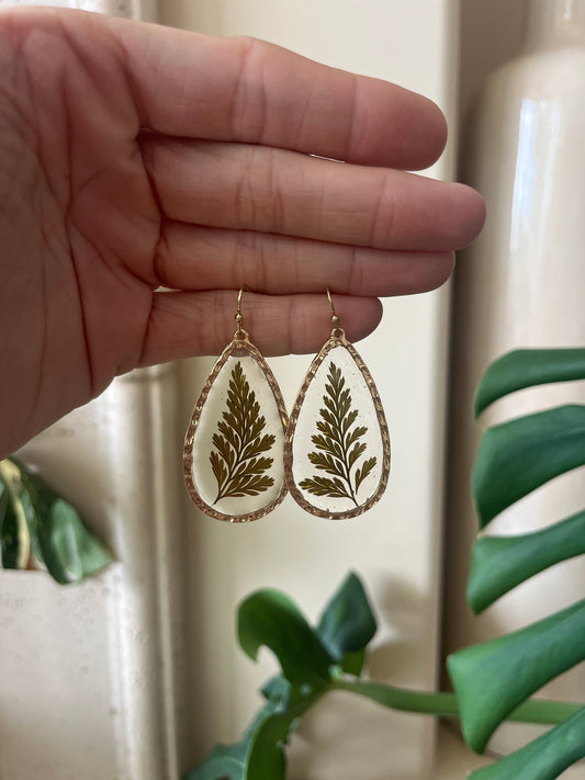 fern