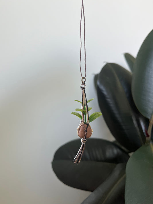 mixed string - brown pot