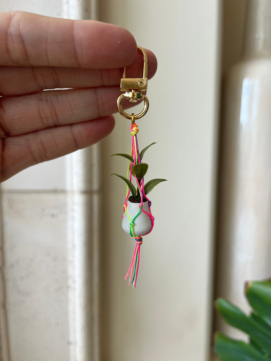 rainbow string - white pot